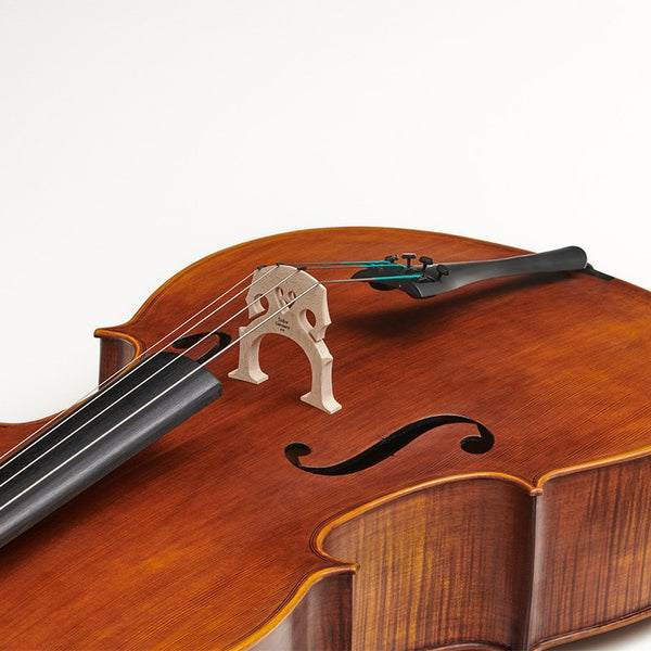 Elysia cello 'English model'